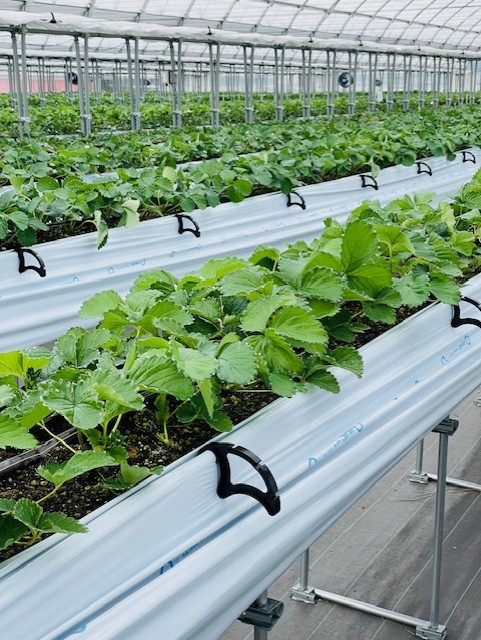 ポポのいちご園の様子