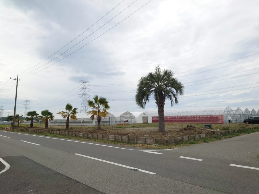 ポポのいちご園の様子