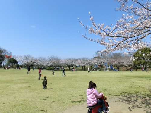 百目木公園の様子