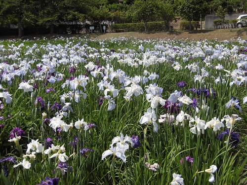 袖ケ浦公園の花菖蒲の画像
