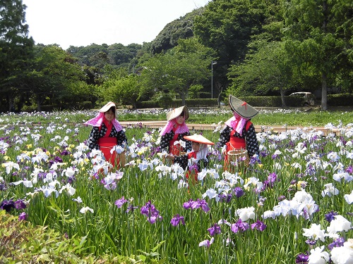 袖ケ浦公園の花摘み娘の画像