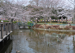 「鴨さんと桜」