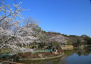 「春の袖ケ浦公園」