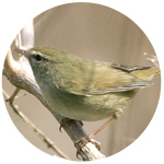 袖ケ浦市の鳥 ウグイス