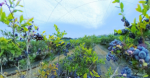 ブルーベリー狩り細野農園.png