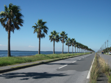 海浜公園通りの写真.JPG