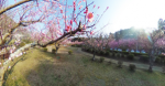 袖ケ浦公園梅園.png